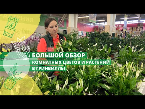 Видео: Большой обзор комнатных цветов и растений в Гринвилль! Много новинок и коллекционных экземпляров!