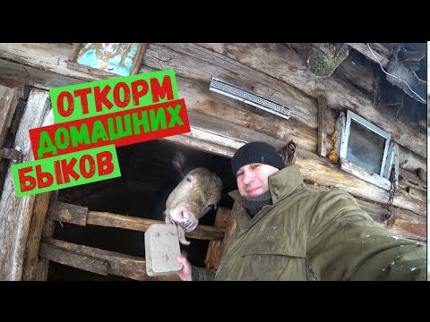 Видео: ОТКОРМ ДОМАШНИХ БЫКОВ  РАБОЧИЙ МЕТОД