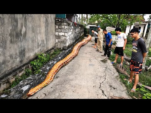 Видео: Следуйте по следу, оставленному самой большой в мире гигантской змеей