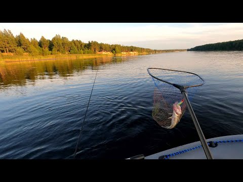 Видео: СВИРЬ. СУДАК НА ДЖИГ В АВГУСТЕ