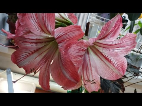 Видео: Гиппеаструм. 04.02.2024.