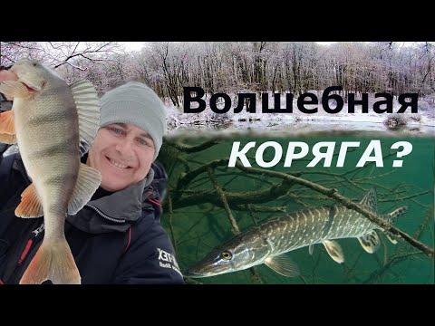 Видео: ВОЛШЕБНАЯ КОРЯГА? Открытие зимнего спиннингового сезона 2021-2022