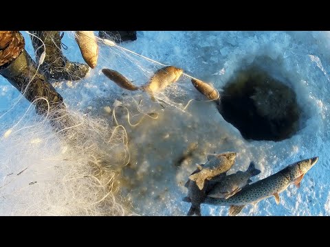 Видео: ЗИМНЯЯ РЫБАЛКА на СЕТЬ. Улов порадовал. Щука и карась. Подлёдный лов.