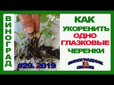 Видео: 🍇 Секрет укоренения. Одноглазковые черенки. Укоренение винограда.