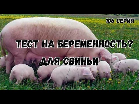 Видео: Миллион на свиньях.Проверка теста на беременность .Вес поросят в 2 месяца.