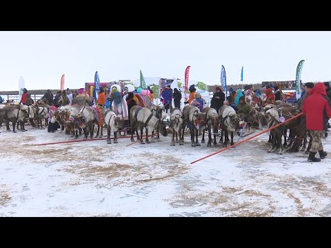 Видео: День оленевода 2022 год