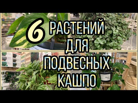 Видео: 6️⃣ РАСТЕНИЙ ДЛЯ ПОДВЕСНЫХ КАШПО. Неприхотливые❗️👍 Привлекательные❗️😍 Быстрорастущие❗️😳