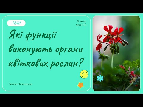 Видео: Які функції виконують органи квіткової рослини?