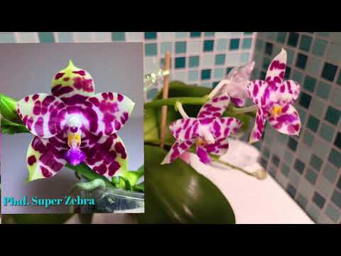 Видео: Цветение орхидей в ноябре 2025г