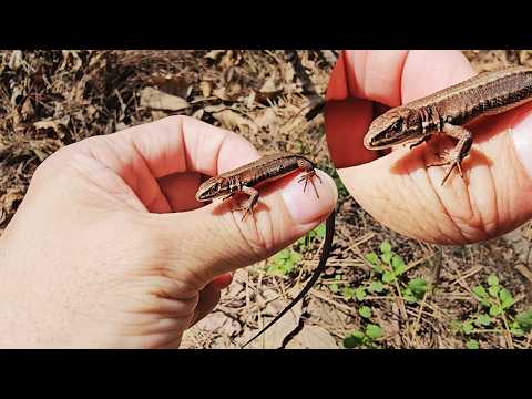 Видео: Я поймал дикую ящерицу… и решил её вырастить! 🦎