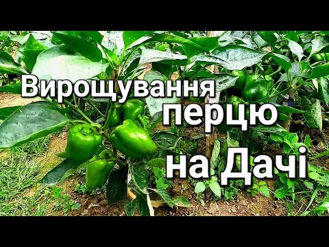 Видео: Цілий сезон вирощування Перцю в одному відео