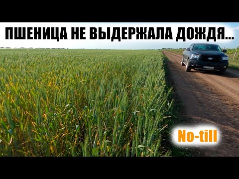 Видео: No-till опять подводит. Пшеница горит!Обзор нишевых культур яровых лен, горох, подсолнечник. Сорняки
