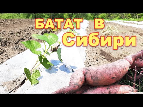 Видео: Батат выращивание в Сибири Такого я не ожидал! От посадки до сбора урожая