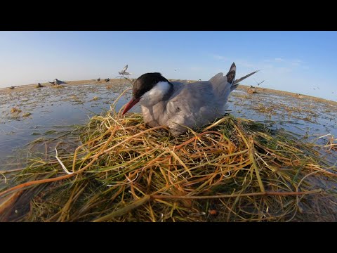 Видео: Зима в езерото Сребърна / Гледки от България по TVT