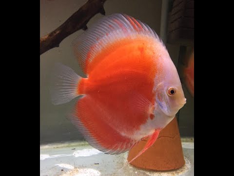 Видео: Мясной фарш.