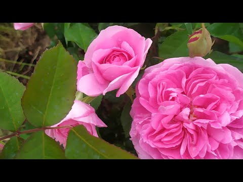 Видео: Старт цветения роз - Гертруда Джекилл. #розы #цветениероз #розывсаду #гертрудаджекилл