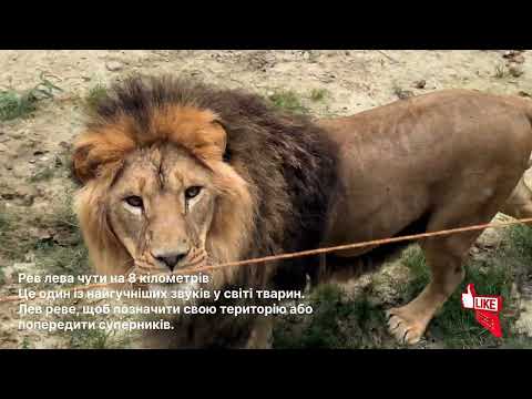 Видео: Так! Леви жили в Європі 🦁 І це не міф!