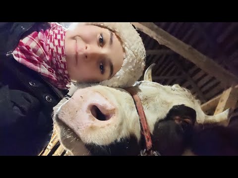 Видео: Как запустить корову ?