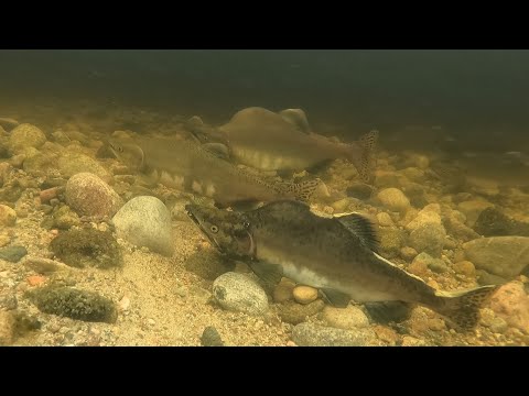 Видео: БЕШЕНЫЙ КЛЁВ ГОРБУШИ / rabid pink salmon biting