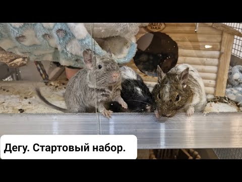 Видео: Хочу завести дегу. С чего начать. или Дегу. Стартовый набор.