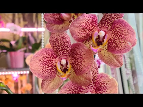 Видео: Обзор моей северной цветочной лоджии🌱🦋🌺 Новинки - Тулон👍 домашние орхидеи в цвету🌼