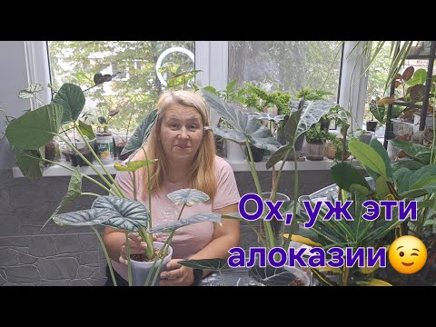 Видео: Заглянем алоказиям в корни.