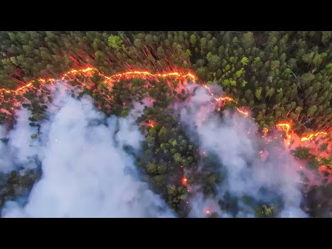 Видео: Конкурс «Лучший лесной пожарный 24».           С вас лайк 👍