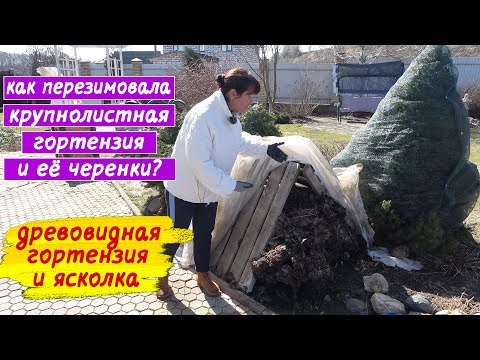 Видео: Крупнолистная гортензия после зимы. Древовидная гортензия плачет. Ясколка - как солома. Что делать?