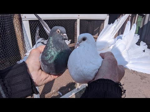 Видео: Николаевские сизые и белые моего дедушки 2020