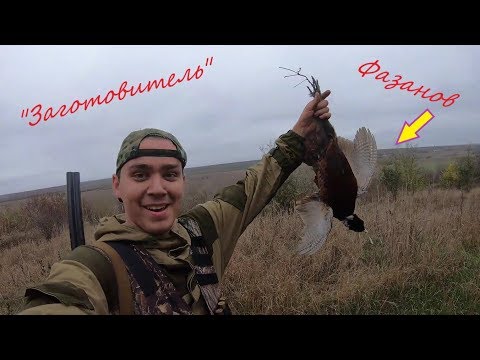 Видео: ФАЗАН ДИКИЙ ДЕРЗКИЙ КАК ПУЛЯ РЕЗКИЙ) ЧТО НЕ ВЫСТРЕЛ ТО ФАЗАН! ФАЗАНА ВАЛОМ! "ЗАГОТОВИТЕЛЬ" В ДЕЛЕ!!!