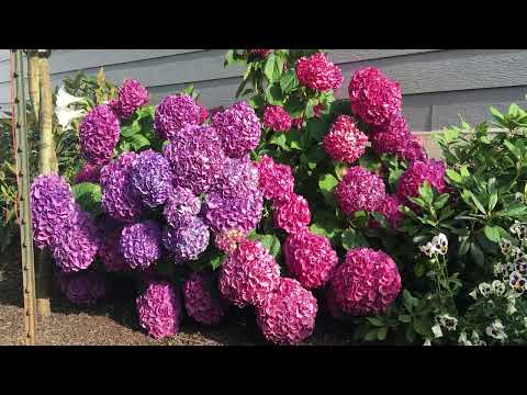 Видео: Какое удобрение вносим под наши цветы в открытый грунт.