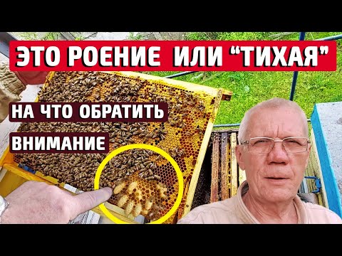Видео: Как Отличить Роение от Тихой смены? Тихая смена матки.