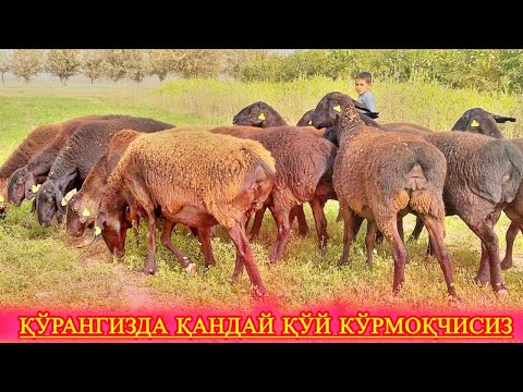 Видео: Хисори қўйлар — ҳар бир чорвадор орзу қиладиган зот! Сифатли қўй, хислатли қўй.