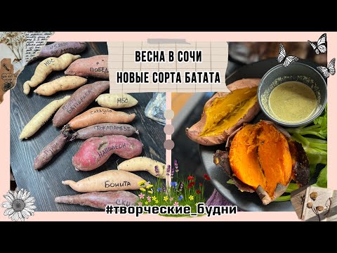 Видео: Весна в Сочи : мои новые сорта батата 2023 @batatchudo