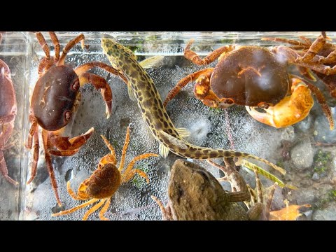 Видео: Поймала краба с гигантской рукой и гольца с супер красивым рисунком!!!!!