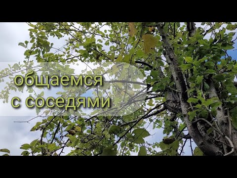 Видео: Дом в Грузии. Часть 12. Общаемся с соседями