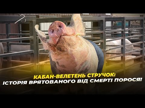 Видео: Кабан-велетень Стручок: історія врятованого від смерті порося!