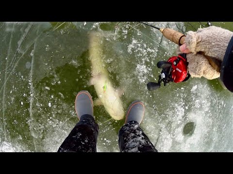 Видео: ЭТО ШОК! КУЧА СОМОВ ЗАВИСЛИ ПОД ЛУНКОЙ! Зимняя рыбалка на реке Дон