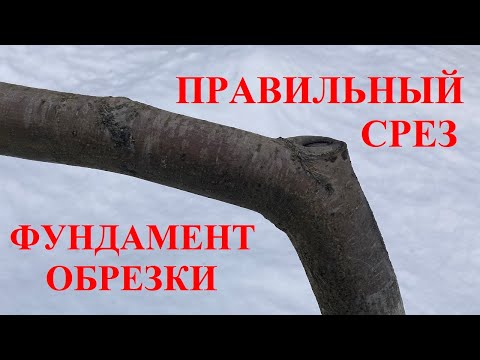 Видео: Азбука обрезки. Как правильно делать срезы