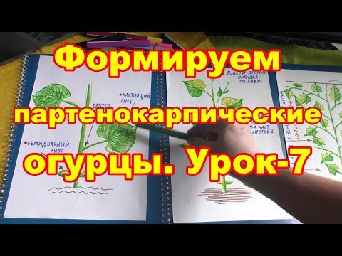 Видео: Формируем партенокарпические огурцы. Урок 7