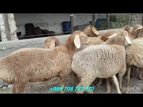 Видео: 10 баш ургачы арашан козулар сатылат ‪+996 708 797 970‬