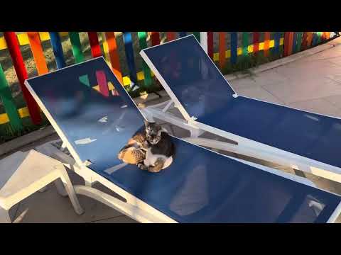 Видео: Asteria family resort Side.Бассейны и пляж