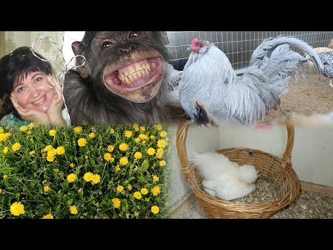 Видео: УСТАЛА. 🙃 Хочу убежать!😉🌞🌴🌵🏝️