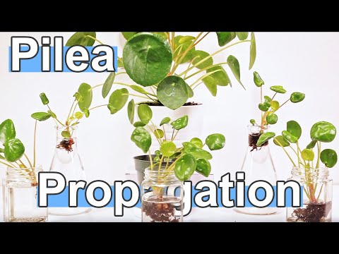 Видео: Как размножить Пилею Пеперомиевидную (китайское денежное дерево)