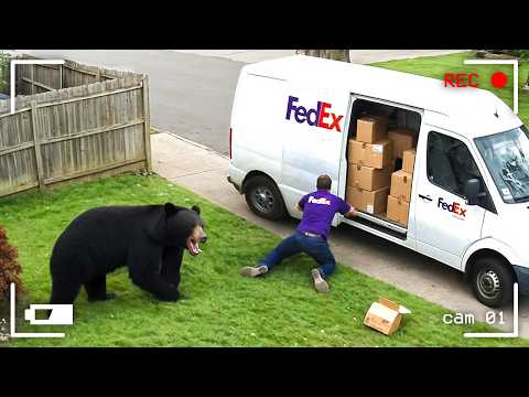 Видео: КУРЬЕРЫ ПРОТИВ ЖИВОТНЫХ. КОГДА ВСЁ ПОШЛО НЕ ПО ПЛАНУ