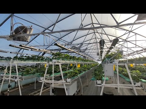 Видео: Первый год и выгонка на 150тыс тюльпанов🧅🌷