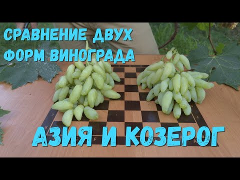 Видео: Сравнение двух форм винограда Азия и Козерог.