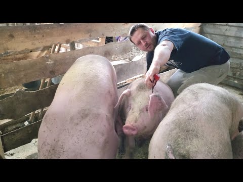Видео: 🐖Замеры свинки в 6 месяцев - 135/135 см 🟰 200 кг 💪🐷🥩 вес поросят по таблице 🤔❓#pig #pigfeed #farming