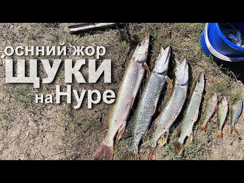 Видео: Осенний ЖОР ЩУКИ. Такой рыбалки у меня ещё не было! #РЫБАЛКА #Щука
