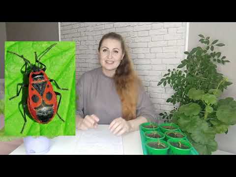 Видео: НАСЕКОМЫЕ ПОМОЩНИКИ!  ПОЛЕЗНЫЕ НАСЕКОМЫЕ - КТО ОНИ? ЯРОСТНЫЕ ЗАЩИТНИКИ НАШИХ ОГОРОДОВ!!!